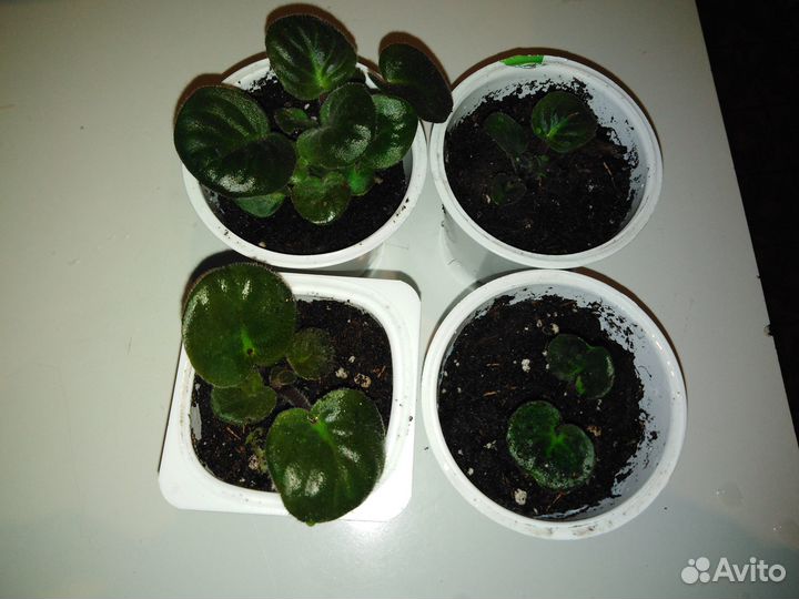 Фиалка сортовая