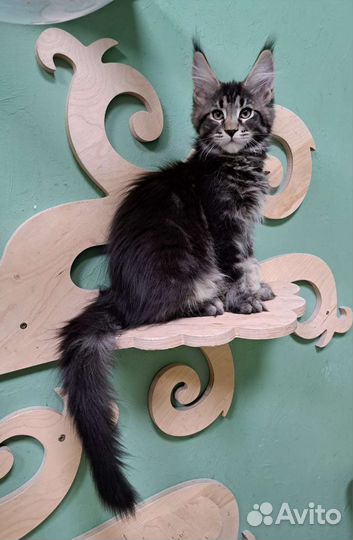 Котята мейн-кун