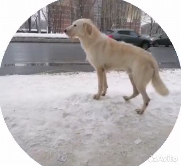 Потерялась собака