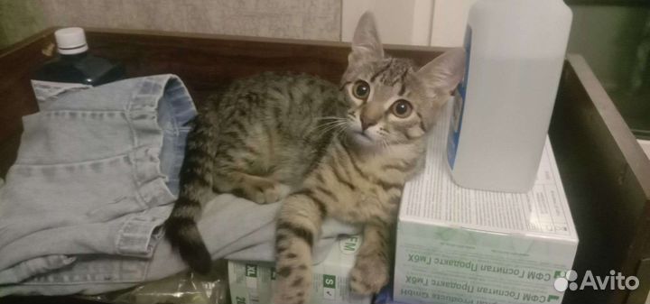 Котята в добрые руки бесплатно