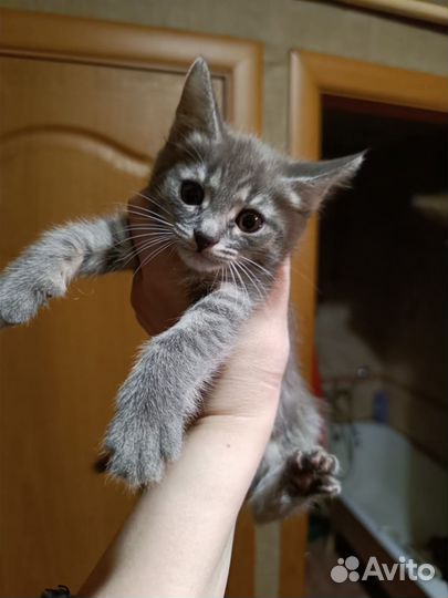 Очаровательные котики