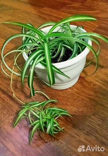 Хлорофитум кудрявый