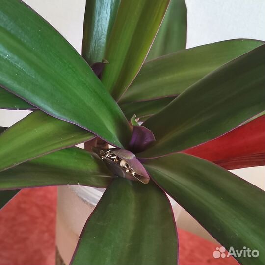 Рэо - Фиолетовая традесканция