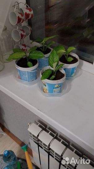 Диффенбахия