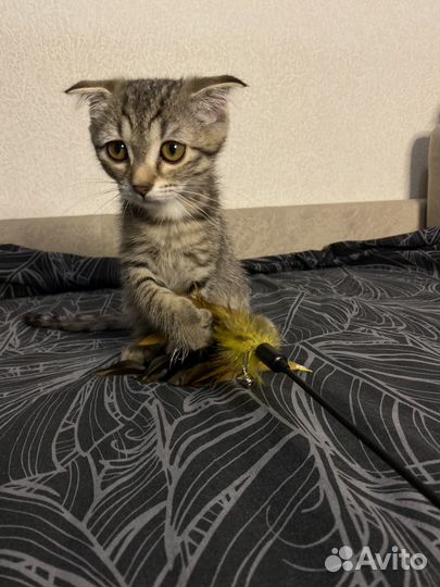 Шотландская вислоухая