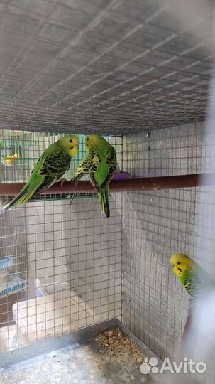 Попугаи разных видов и декоративные птицы