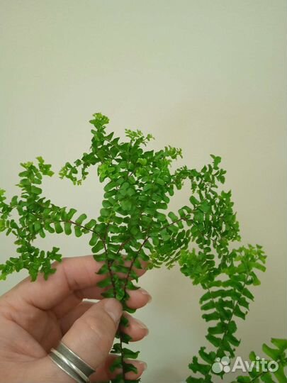 Папоротник Хенди