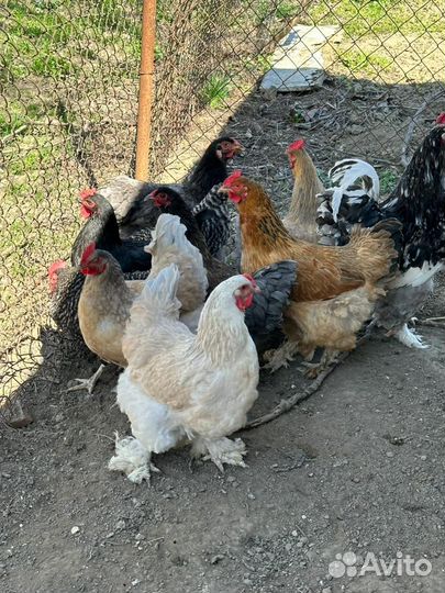 Инкубационное яйцо кур брама