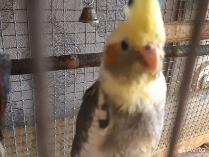 Попугаи корелла птены