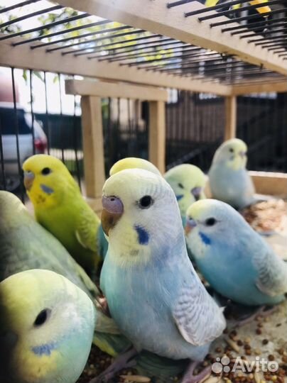 Радужный волнистый попугай