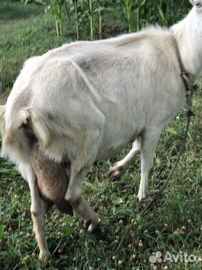 Коза ломанча
