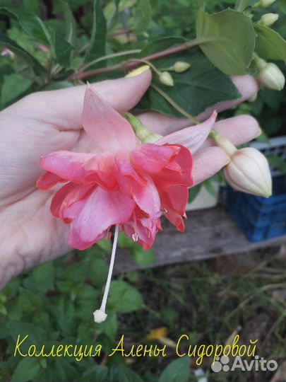 Сортовые Фуксии