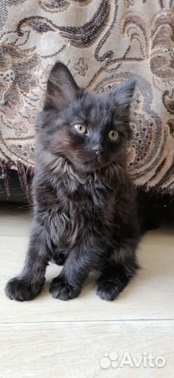Котята мальчики 2 мес