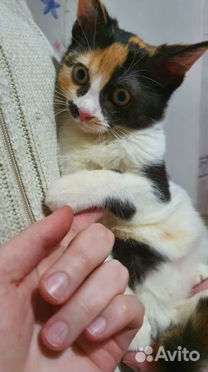 Трехцветная кошечка