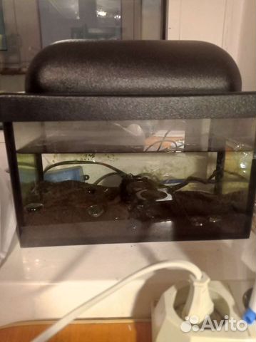 Аквариум 5 литров с крышкой и наполнением