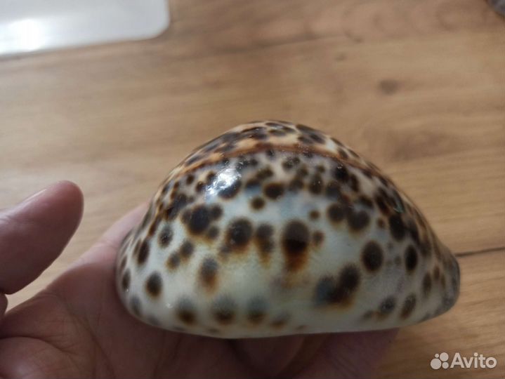 Морская раковина