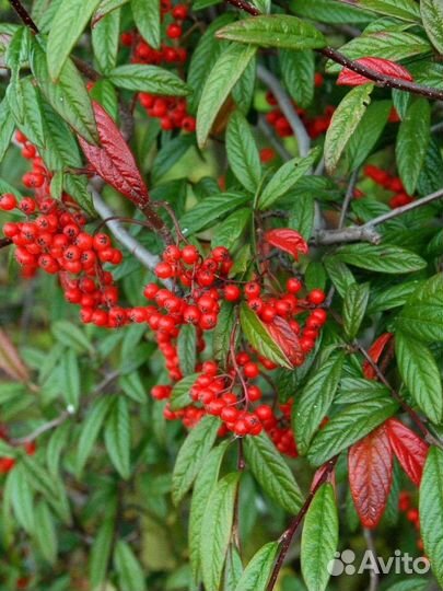 Кизильники, Жимолость вечнозеленые