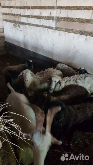 Дойные козы