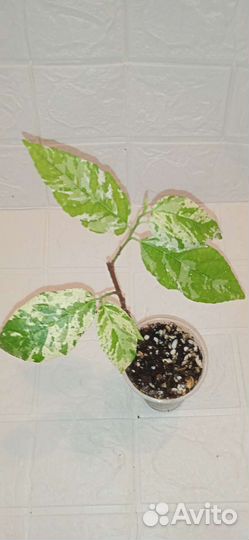 Фикусы редкие сорта