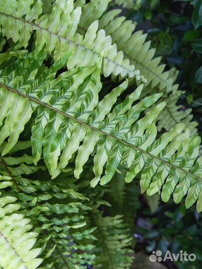 Домашние цветы, разные