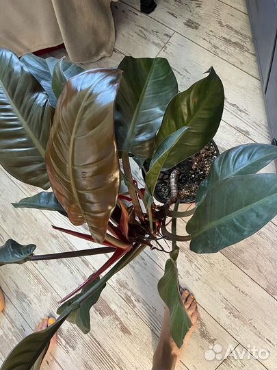 Филодендрон imperial red