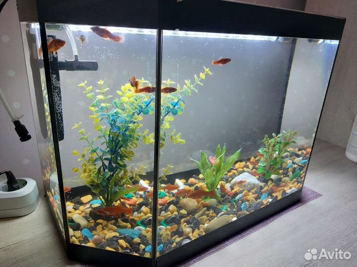 Аквариум