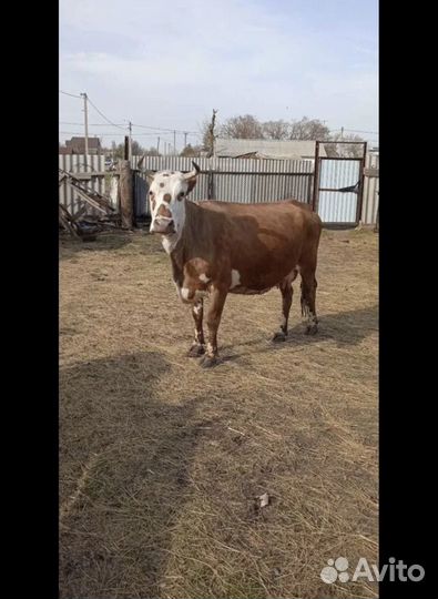 Корова с телёнком