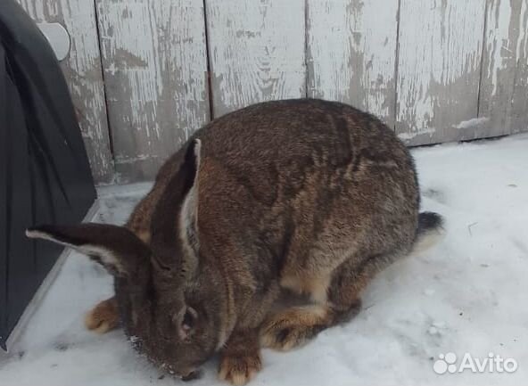 Крол Фландр