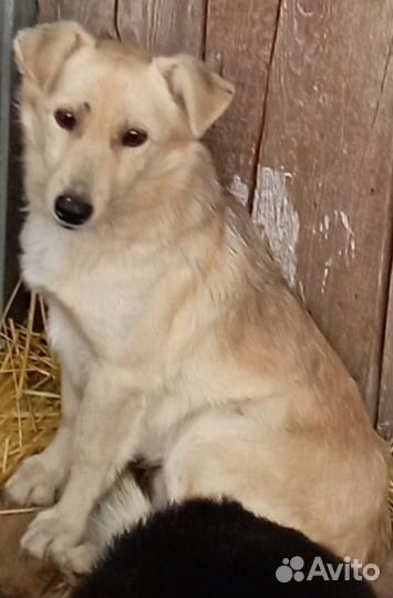 Маленькая собачка