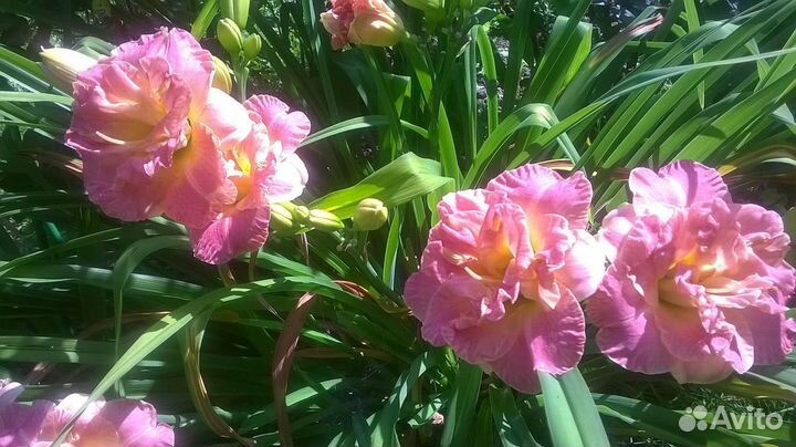 Лилейник Лейси Долли и др