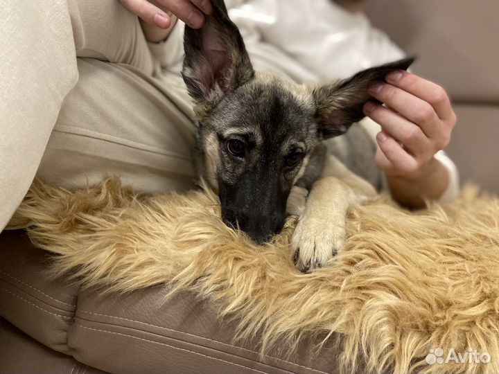 Зоогостиница для животных Умка, передержка