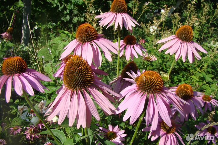 Многолетники окс, список в тексте, Саженцы