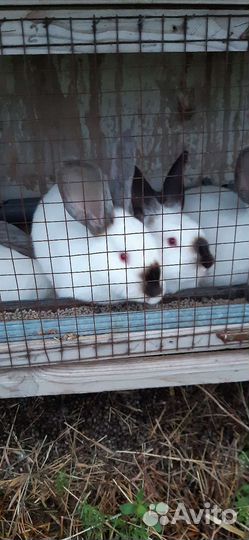 Калифорнийские кролики и микс нзб +калифорния