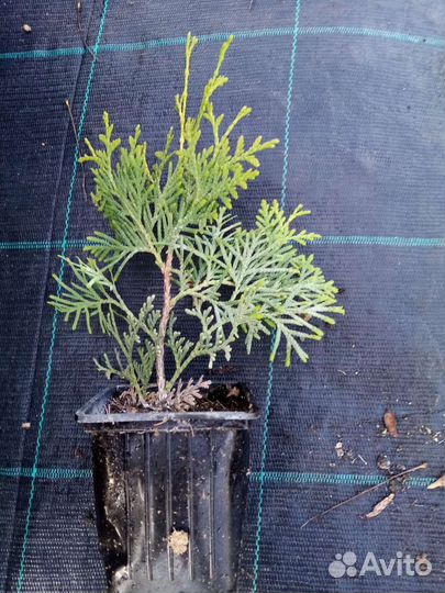 Укорененные черенки туи, можжевельник