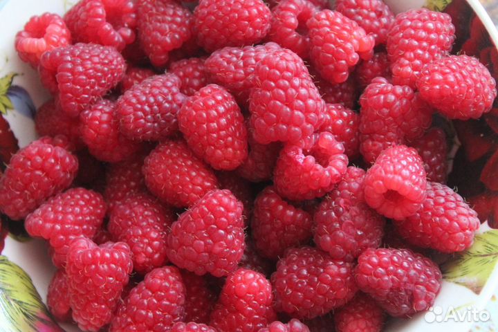 Саженцы малины нижегородец