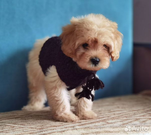 Красавцы кавапу (cavapoo, cockapoo)