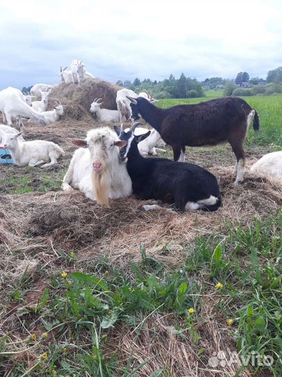 Дойные козы