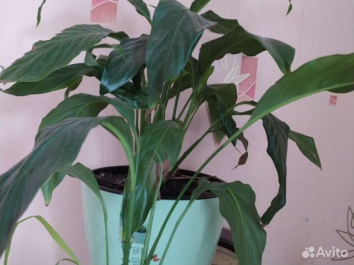 Комнатные растения цветы. Герань