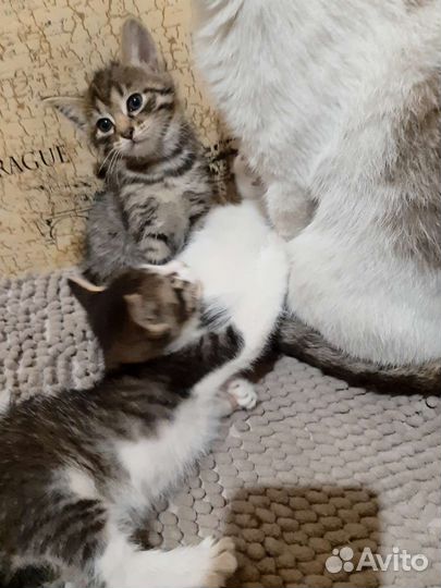 Котенок в дар бесплатно