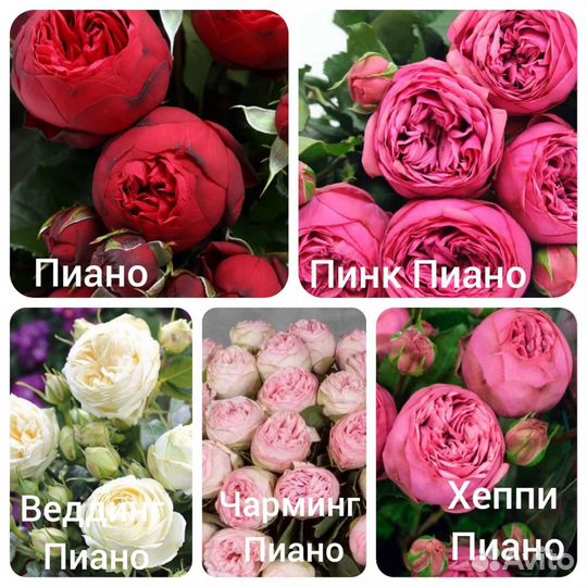 Саженцы роз