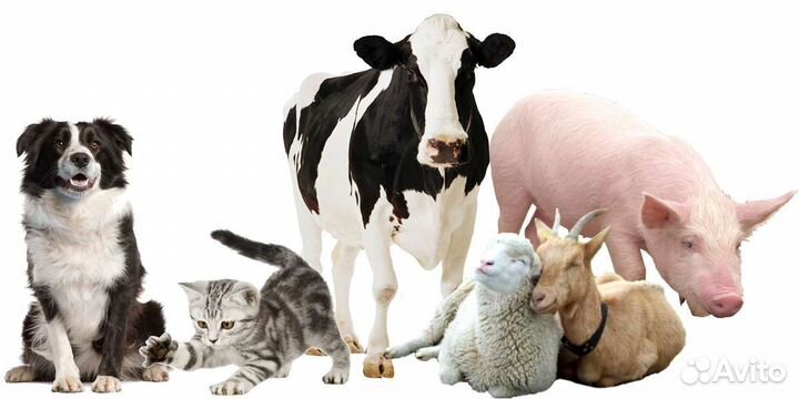 Лечение животных