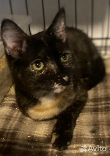 Прекрасные котята ищут дом