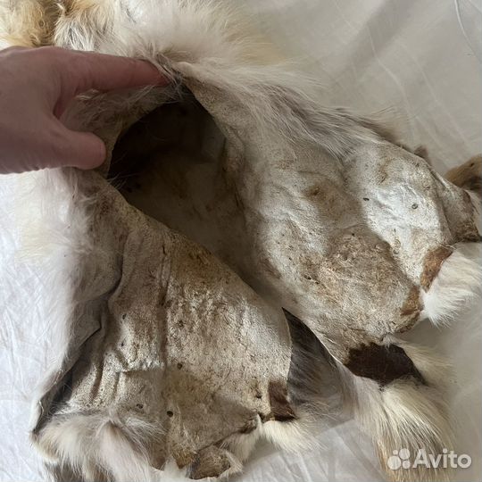 Шкурка лисы