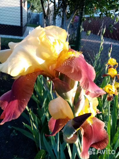 Ирис сортовой