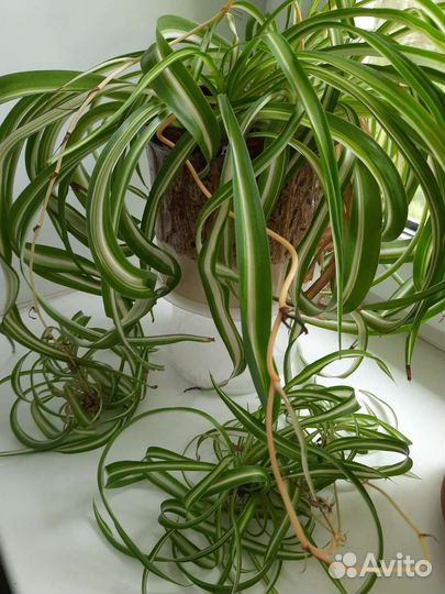 Хлорофитум