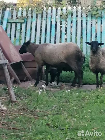 Овцы бараны