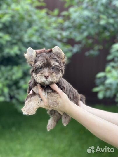 Биро, бивер, черный и шоколадный йорки