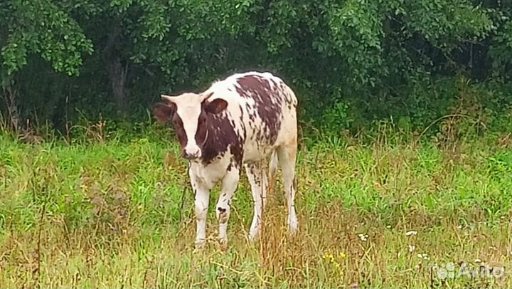 Телка на племя