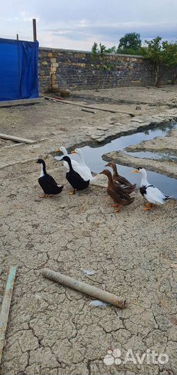 Утка Кряква