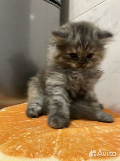 Шотланский котенок
